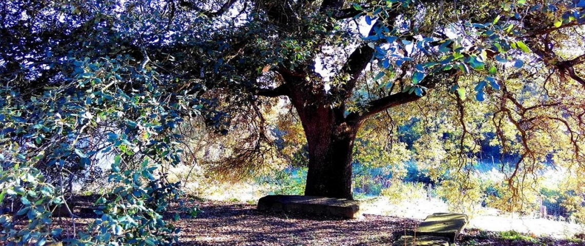 Gran i vella alzina de la Collita