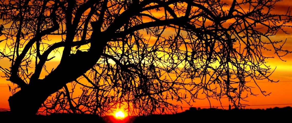 Posta de sol arbre sec
