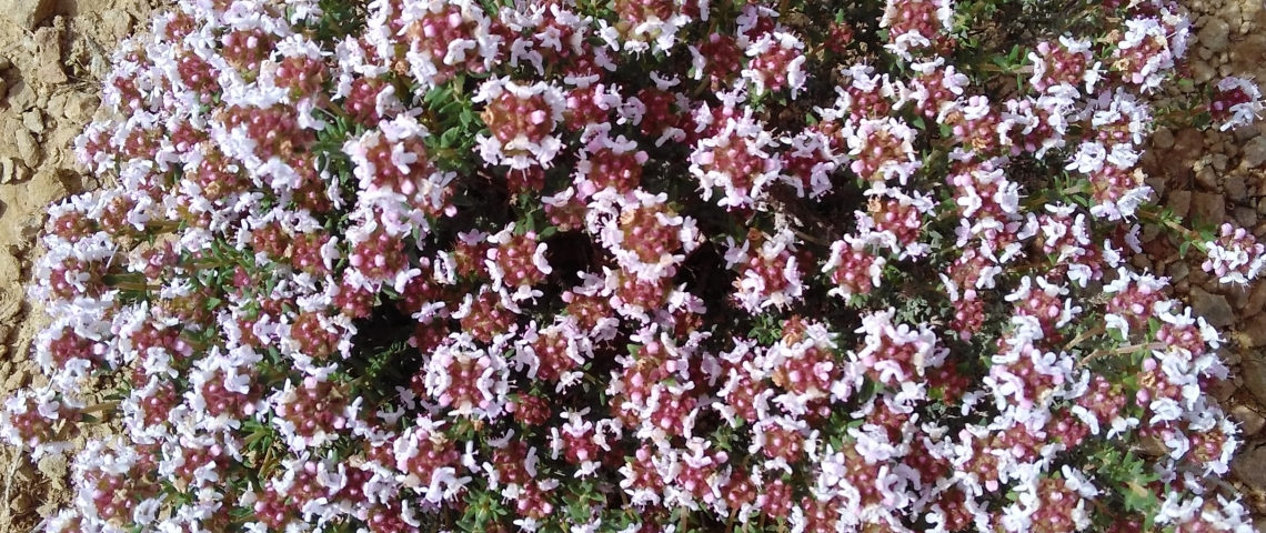 Herbes remeieres Catalunya